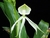 Prostechea cochleata v. alba x self - comprar online