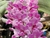 Rhynchostyllis gigantea "Pink" - comprar online