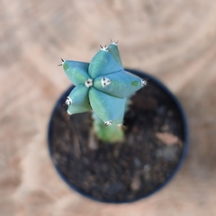 Myrtillocactus Geometrizans - PT 07 - comprar online