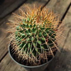 Mammillaria Obconella - PT 11