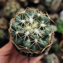 Coryphantha Radians - PT 11 - comprar online