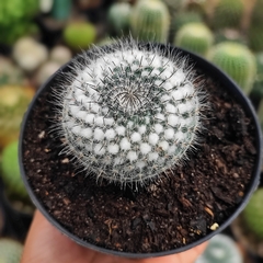 Mammillaria woodsii - PT 11