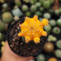 Gymnocalycium Amarelo Enxertado - PT 11 - comprar online