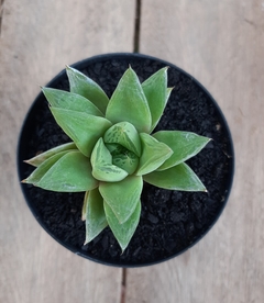 Haworthia Cuspidata - PT 07 - comprar online