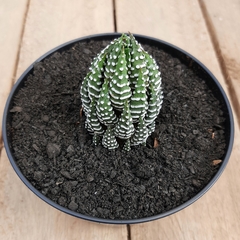 Haworthia Reinwardtii - PT 11