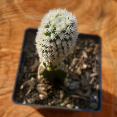 Mammillaria Arizona Snowcap (flor branca) - PT 11 - comprar online