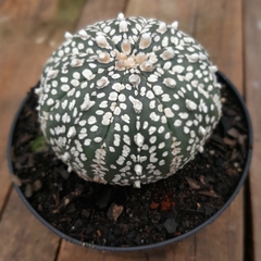 Astrophytum Asterias Superkabuto - PT 11 - comprar online