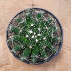 Mammillaria Longimamma - PT 11 - comprar online