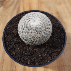 Mammillaria Albilanata - PT 11