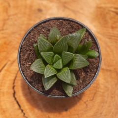 Haworthia Retusa - PT 07 - comprar online