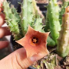 Huernia Rosea