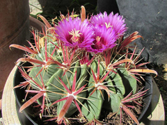 Ferocactus Latispinus - PT 09