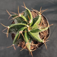 Astrophytum Ornatum Verde - PT 11 - comprar online