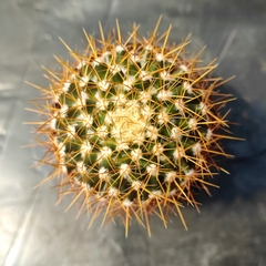 Mammillaria Nivosa - PT 11 - comprar online