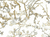 Papel de Parede - Van Gogh 3 - 5015553