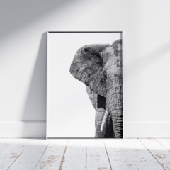 Elephant B&W - comprar online