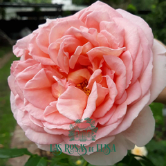 Abraham Darby - comprar online