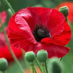 Amapola -Papaver Rhoeas