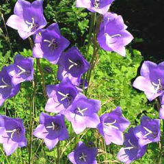 Campanula