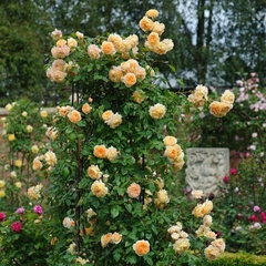 Crown Princess Margareta (Trepador)