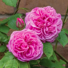 Gertrude Jekyll - comprar online