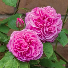 Gertrude Jekyll (trepador) - comprar online