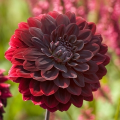 Dahlia Arabian Night (bulbo)