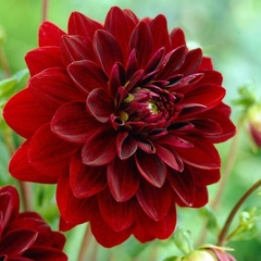 Dahlia Arabian Night (bulbo) - comprar online