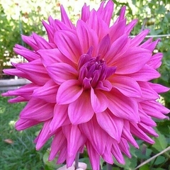 Dahlia Cactus Herbert Smith