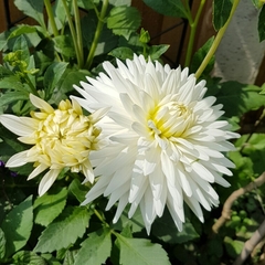 Dahlia Cactus My Love (bulbo)