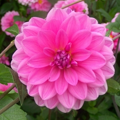 Dahlia decorativa Onesta (bulbo) - comprar online