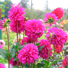 Dahlia Decorativa Requiem (bulbo) - comprar online