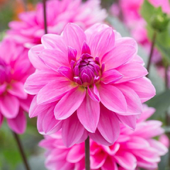 Dahlia decorativa Onesta (bulbo)