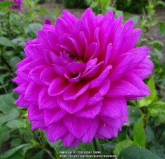 Dahlia Decorativa Requiem (bulbo)