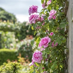 Gertrude Jekyll (trepador) en internet