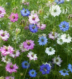 Nigella persian jewels - comprar online