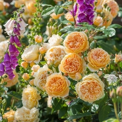 Crown Princess Margareta (Trepador) - comprar online