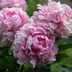 Rizoma de Peonia Sara Bernhardt