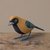 Image of Pássaro em Madeira - Saíra Sete Cores da Amazônia