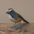 Pássaro em Madeira - Trinca Ferro