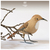 Pássaro em Madeira - Saíra Sete Cores da Amazônia en internet