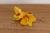 Orquídea Amarelo Outono na internet
