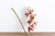 Orquídea Branca com Pintas - comprar online
