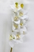 Orquídea Branca2 na internet