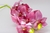 Orquídea Rosa Antigo - comprar online