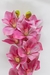 Orquídea Rosa Antigo na internet