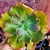 Echeveria gibbiflora black meteorit 2B - em pote 8 sem raizes - emite carunculas - comprar online