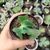 Echeveria gibbiflora black meteorit 2B - em pote 8 sem raizes - emite carunculas