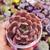 Echeveria Pluto 1I - pote 09 - comprar online