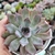 Echeveria Dark Ice 1G em pote 8 - comprar online